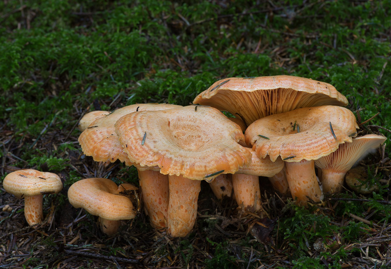 Lactarius salmonicolor